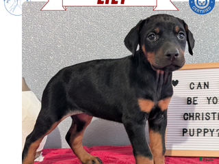 Doberman Pinscher dogs Lily - Ad 11