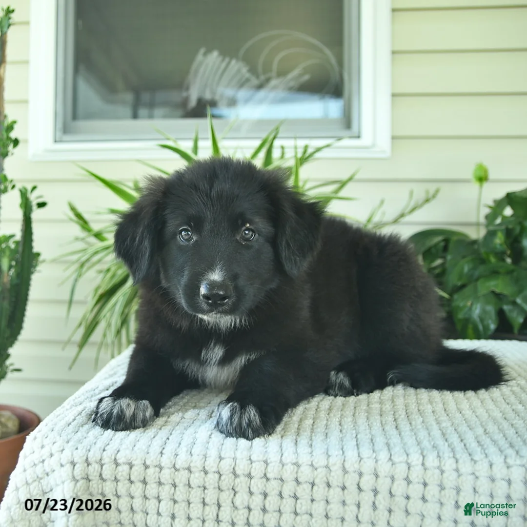 Mixed Breed dogs for sale: Rowdy  - Ad 5
