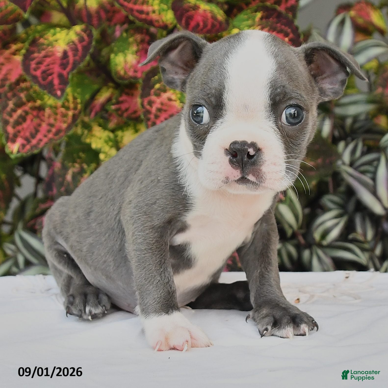 Boston Terrier dogs Jep - Ad 2