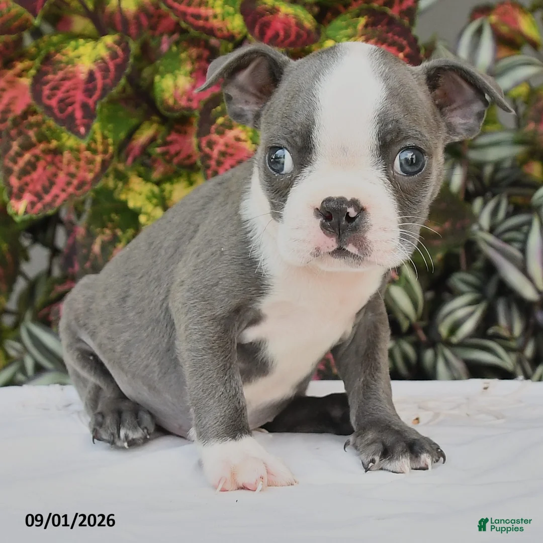 Boston Terrier dogs for sale: Jep - Ad 2