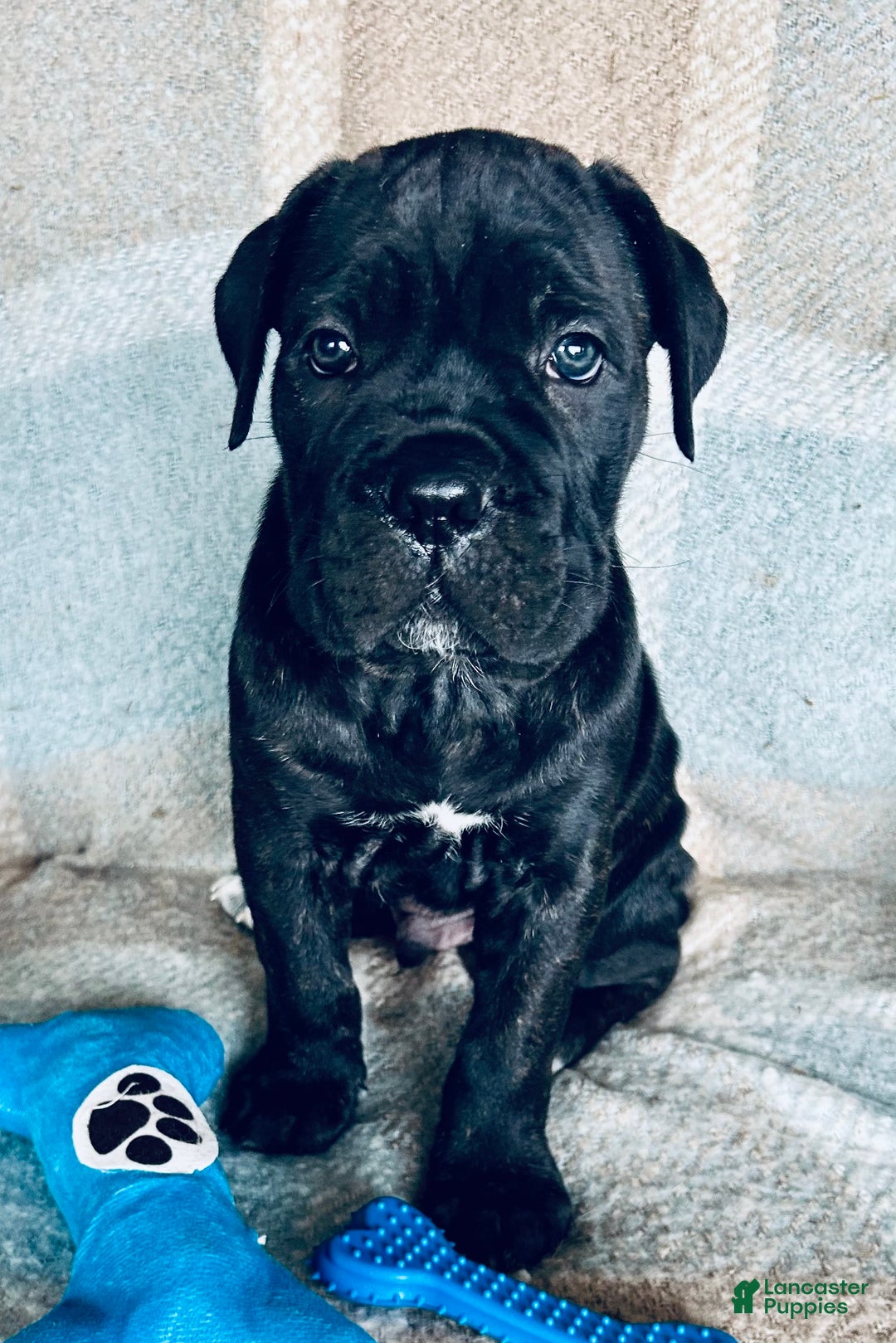 Cane Corso dogs for sale: Cane Corso Puppy 1 - Ad 7