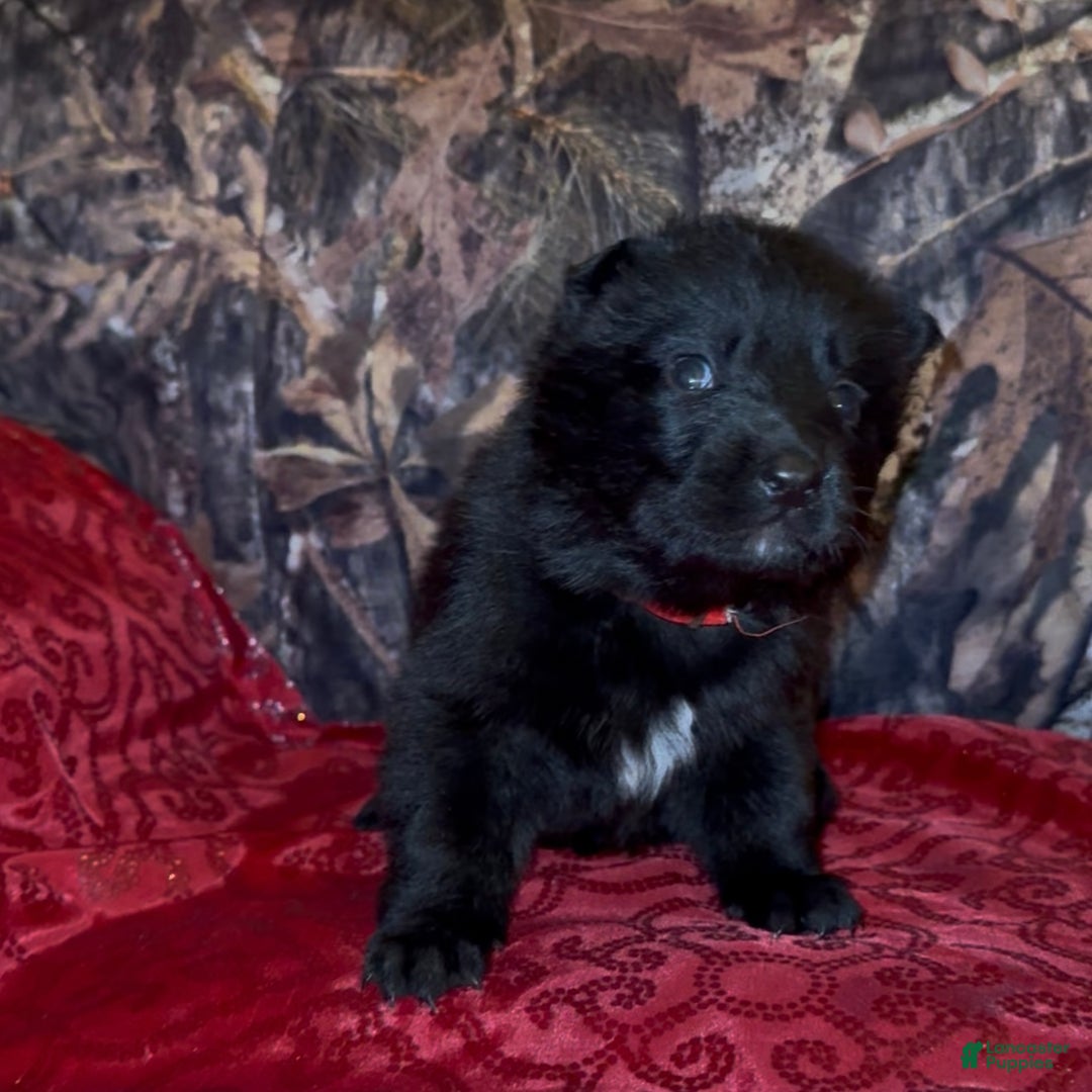 German Shepherd dogs for sale: SCAMPI - Ad 4