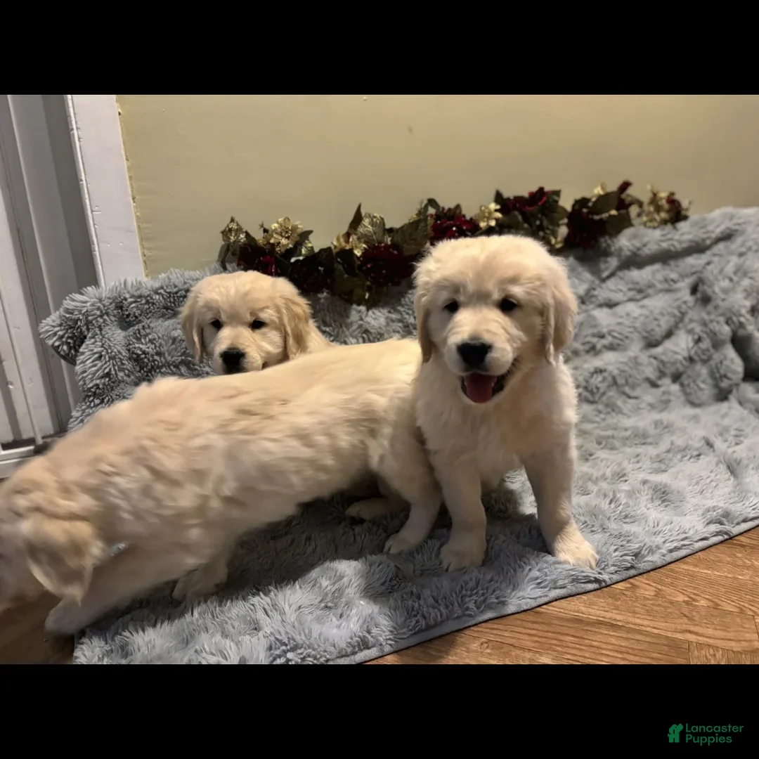 Golden Retriever dogs for sale: Golden Retriever Puppy 1 - Ad 2