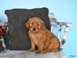 Golden Retriever dogs - Ad 34