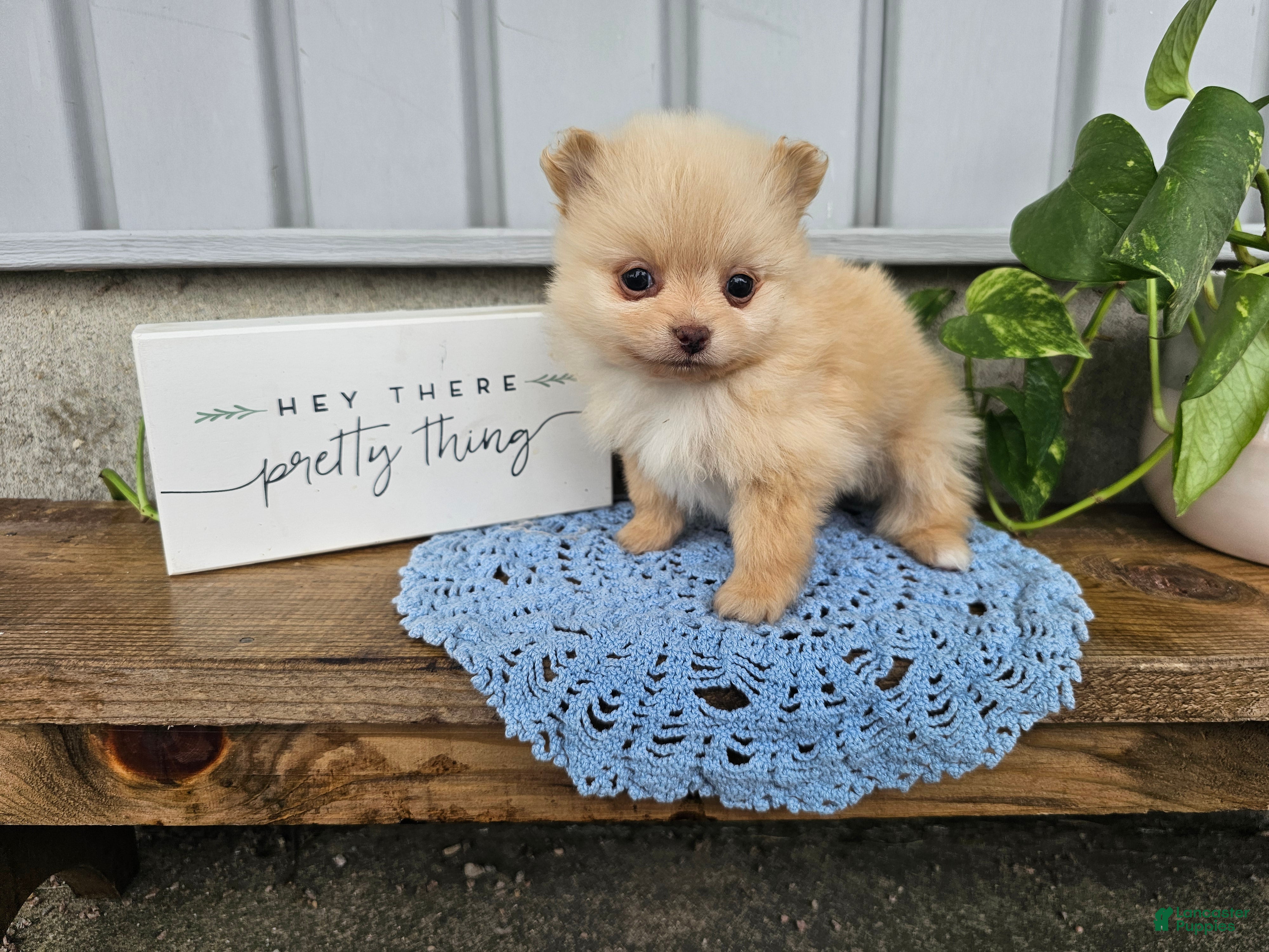 Pomeranian dogs Thea - Ad 2