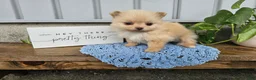 Pomeranian dogs for sale: Thea - Ad 2