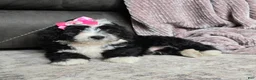 Mini Bernedoodle dogs for sale: Mini Wendy - Ad 21