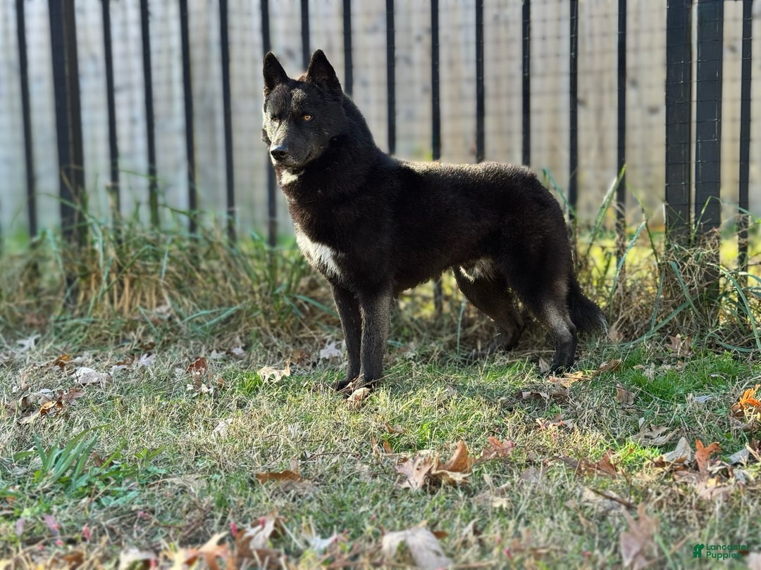 Siberian Husky dogs for stud: Koji-stud - Ad 1