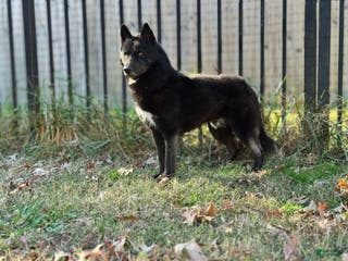 Siberian Husky dogs Koji-stud - Ad 1