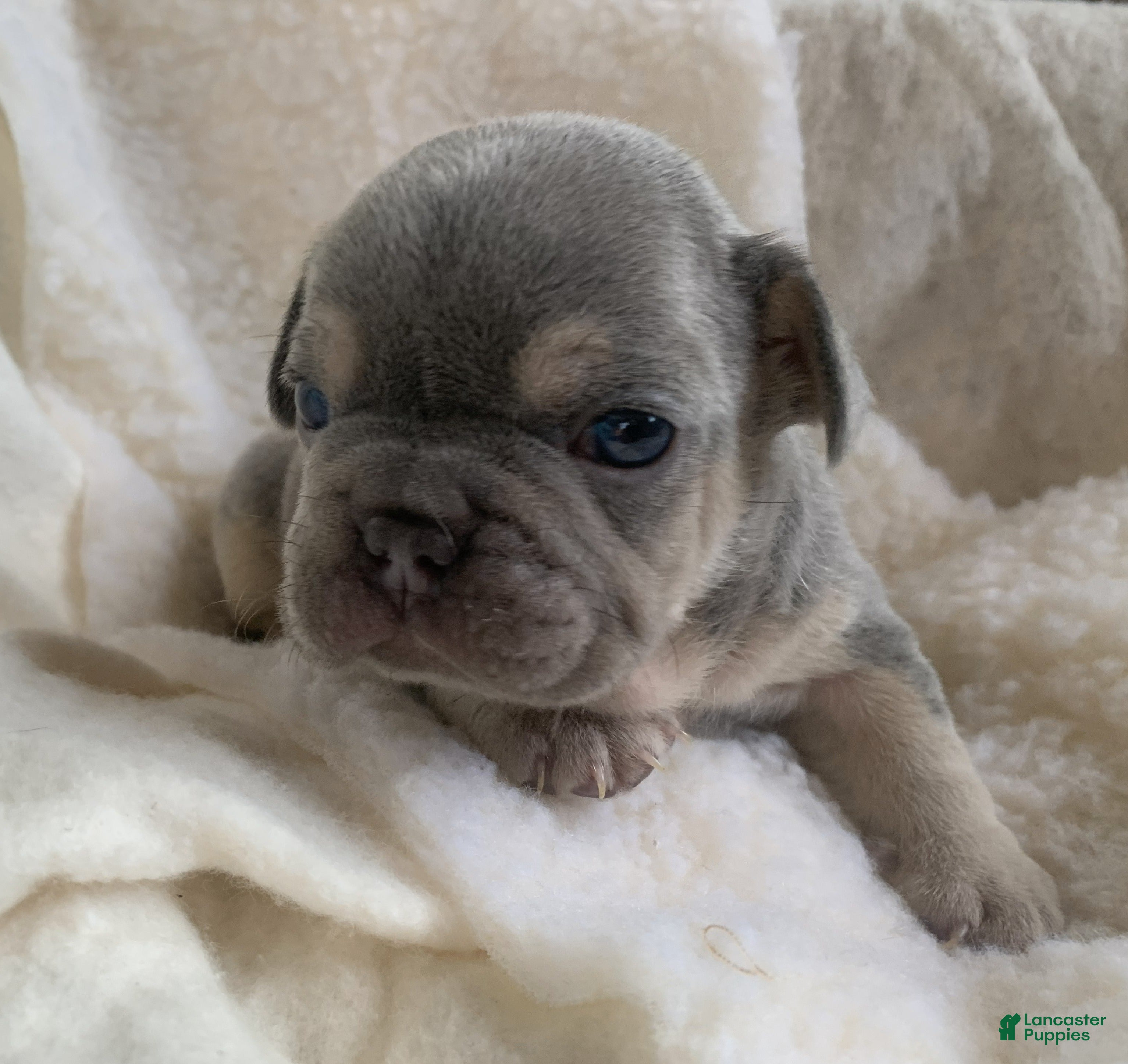 French Bulldog dogs Winston - Ad 37