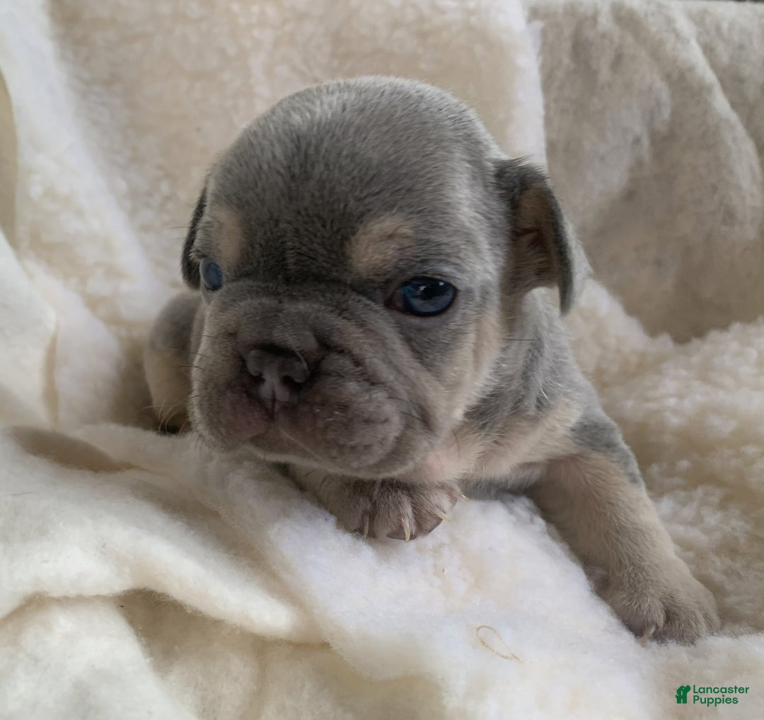 French Bulldog dogs for sale: Winston - Ad 1