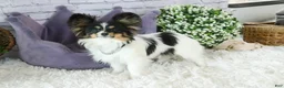 Papillon dogs for sale: Laddie Papillon  - Ad 7