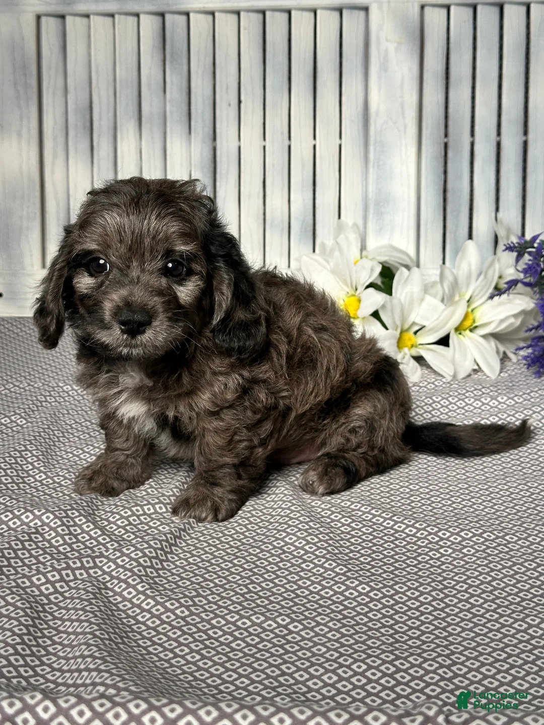 Mixed Breed dogs for sale: Wyatt - Ad 3