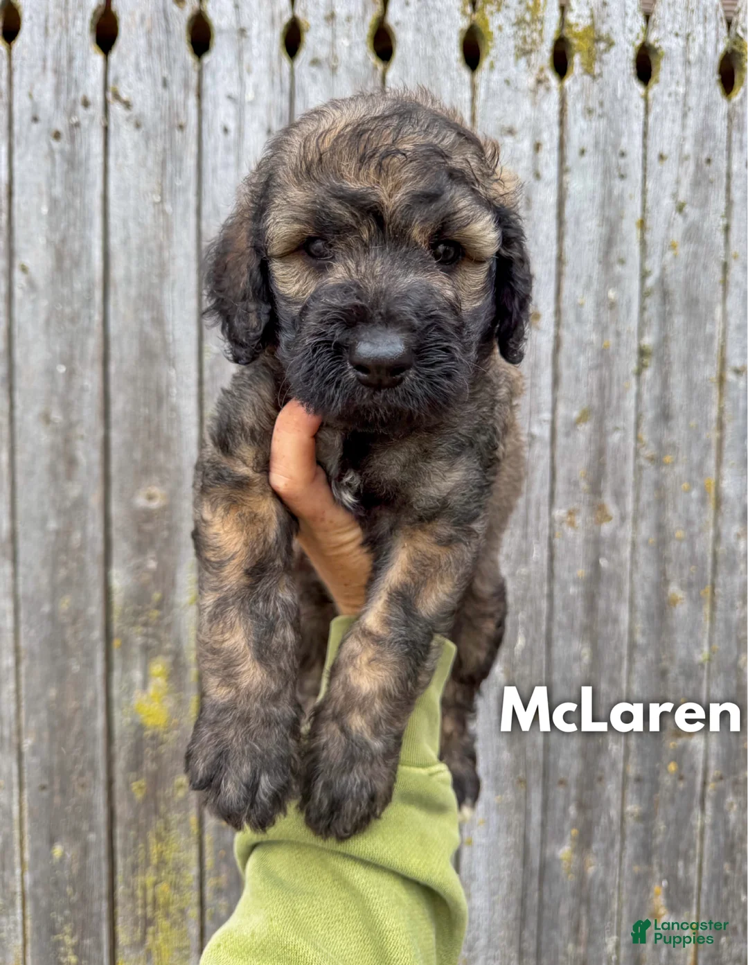 Goldendoodle dogs for sale: McLaren - Standard F1b - Ad 2