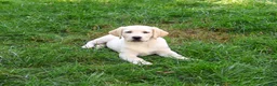 Labrador Retriever dogs for sale: Bubbles - Ad 5