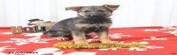 German Shepherd dogs for sale: Libby - Ad 4