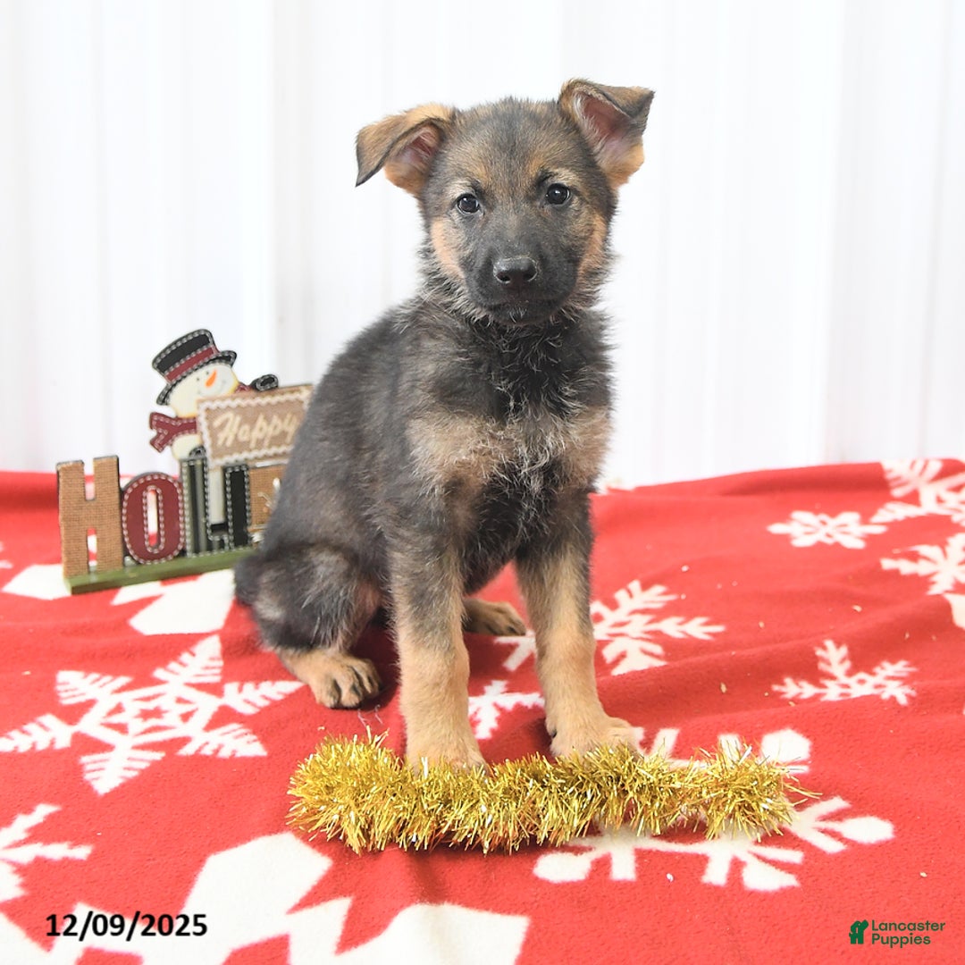 German Shepherd dogs for sale: Libby - Ad 4