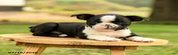 Boston Terrier dogs for sale: Brianna - Ad 3