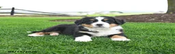 Bernese Mountain Dog dogs for sale: Bailey - Ad 1