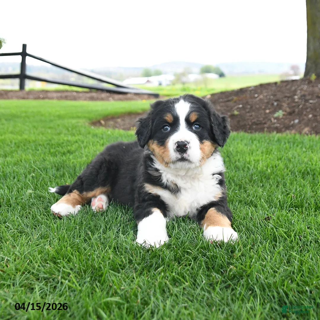 Bernese Mountain Dog dogs for sale: Bailey - Ad 1