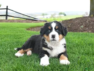 Bernese Mountain Dog dogs for sale: Bailey - Ad 4