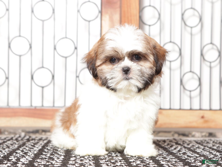 Shih Tzu dogs Fanny - Ad 12