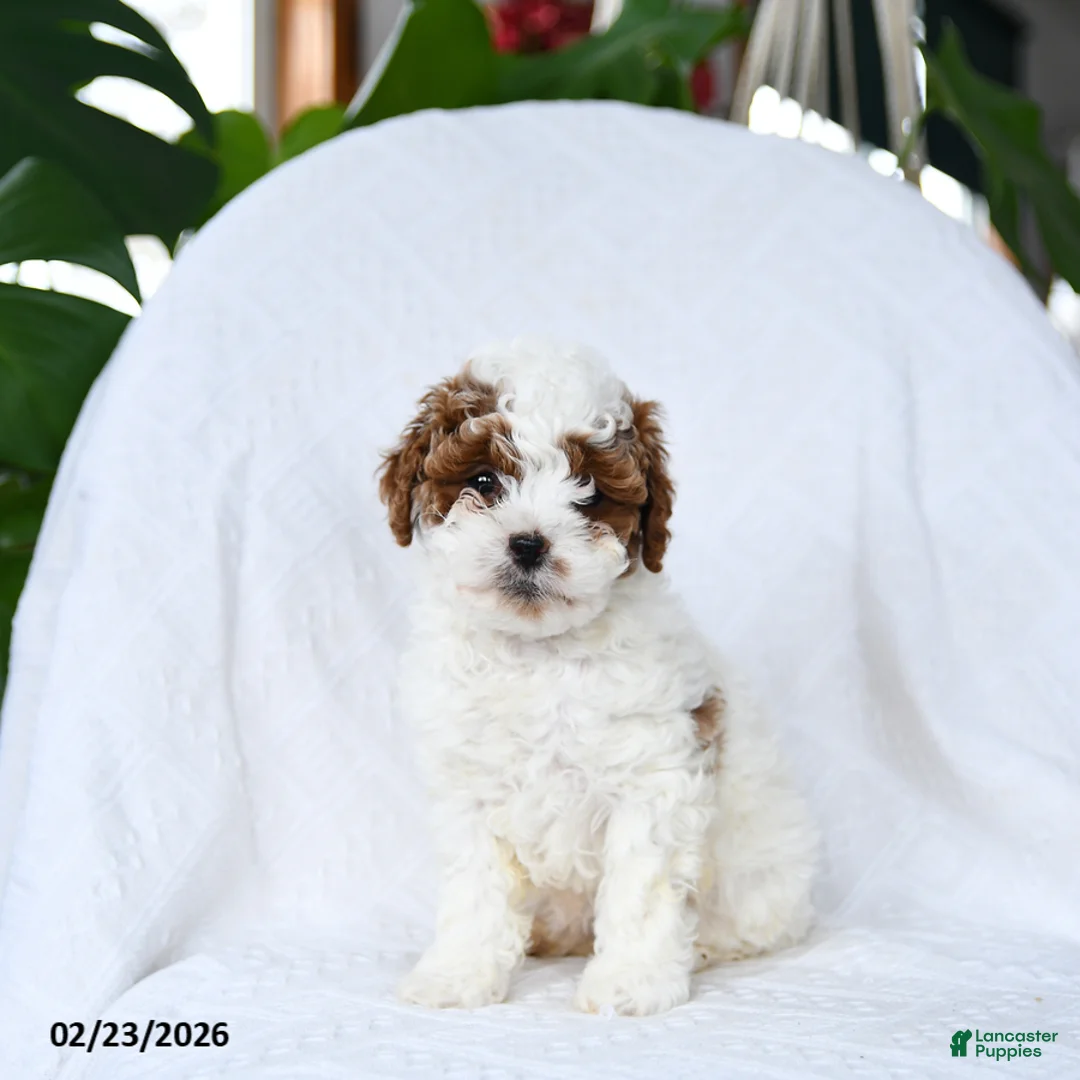 Mini Goldendoodle dogs for sale: Truffles - Ad 5