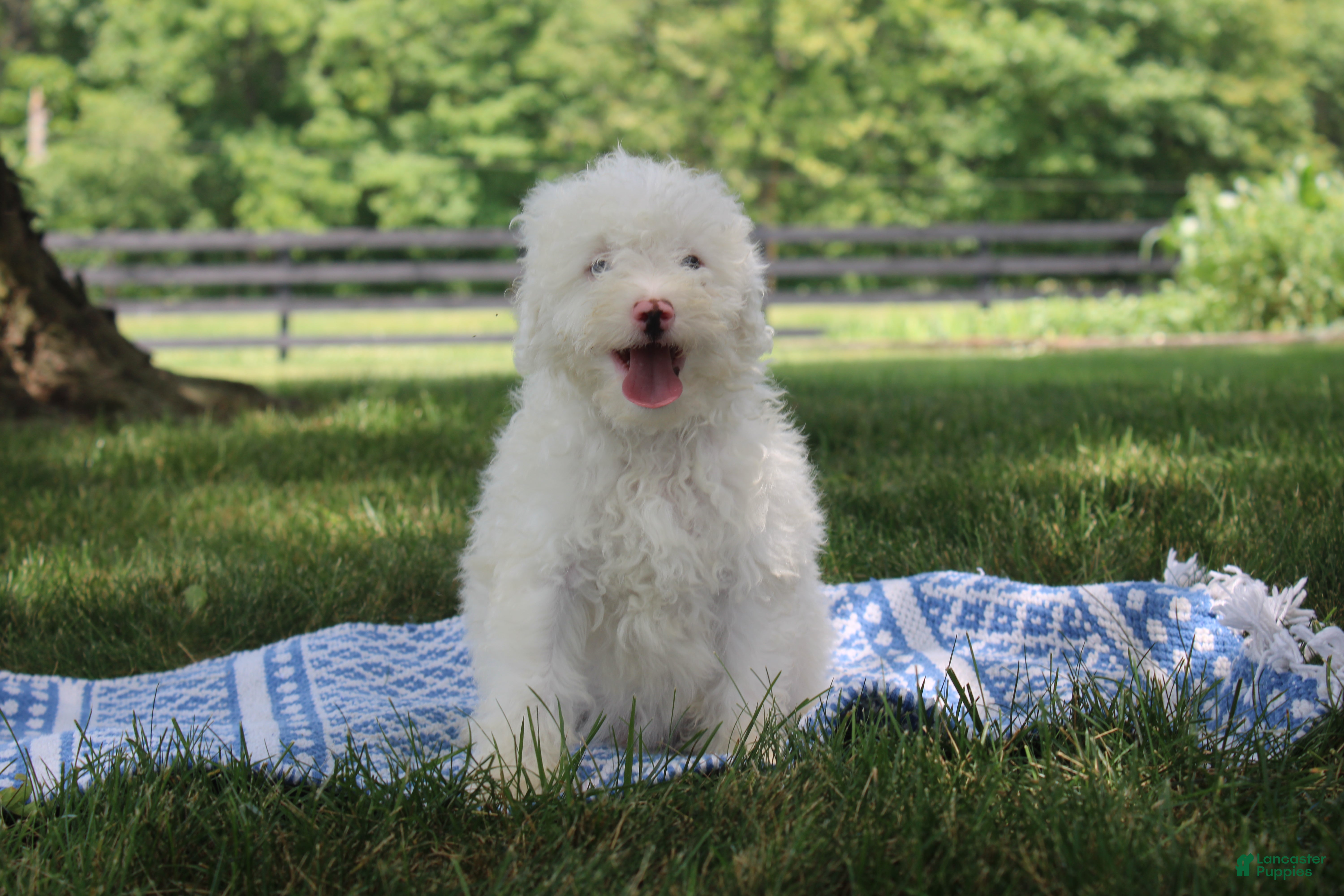 Mini Goldendoodle dogs Ty - Ad 35