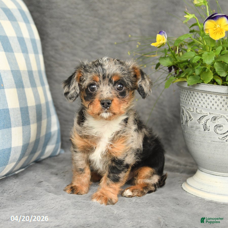 Mixed Breed dogs for sale: Lucky - Ad 1