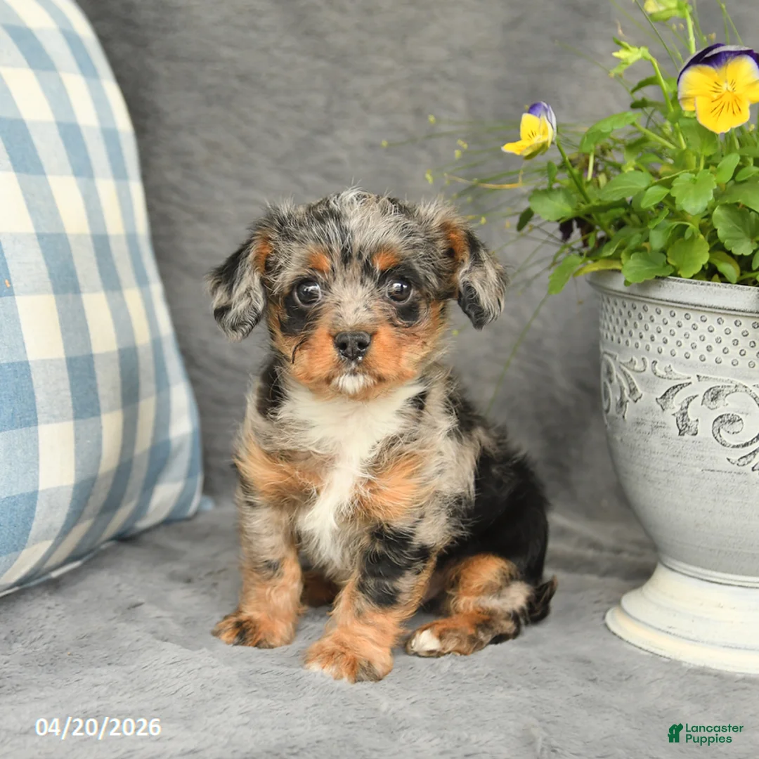 Mixed Breed dogs for sale: Lucky - Ad 1