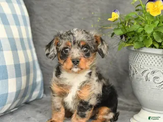 Mixed Breed dogs for sale: Lucky - Ad 1