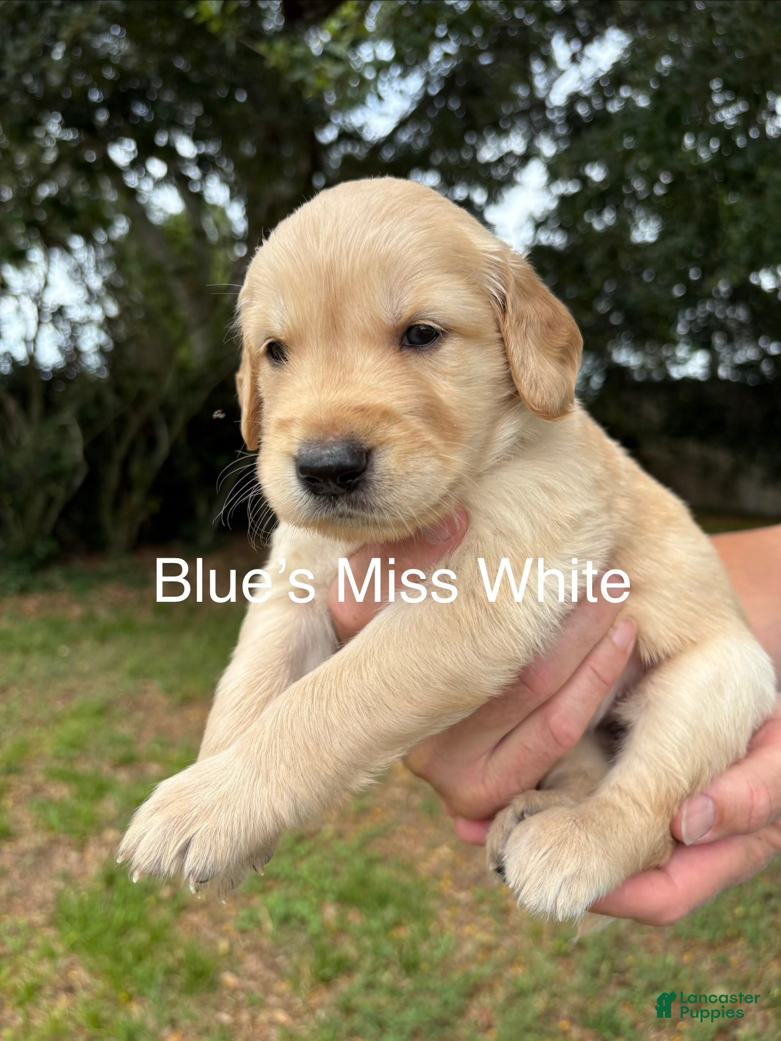 Golden Retriever dogs Miss White - Ad 21