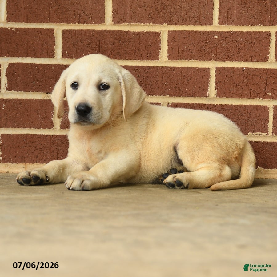 Labrador Retriever dogs Barbie - Ad 2