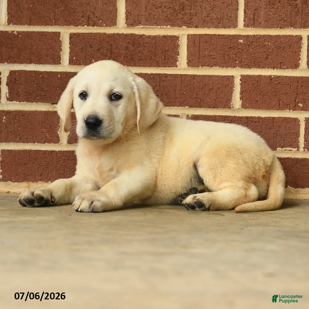 Labrador Retriever dogs for sale: Barbie - Ad 2