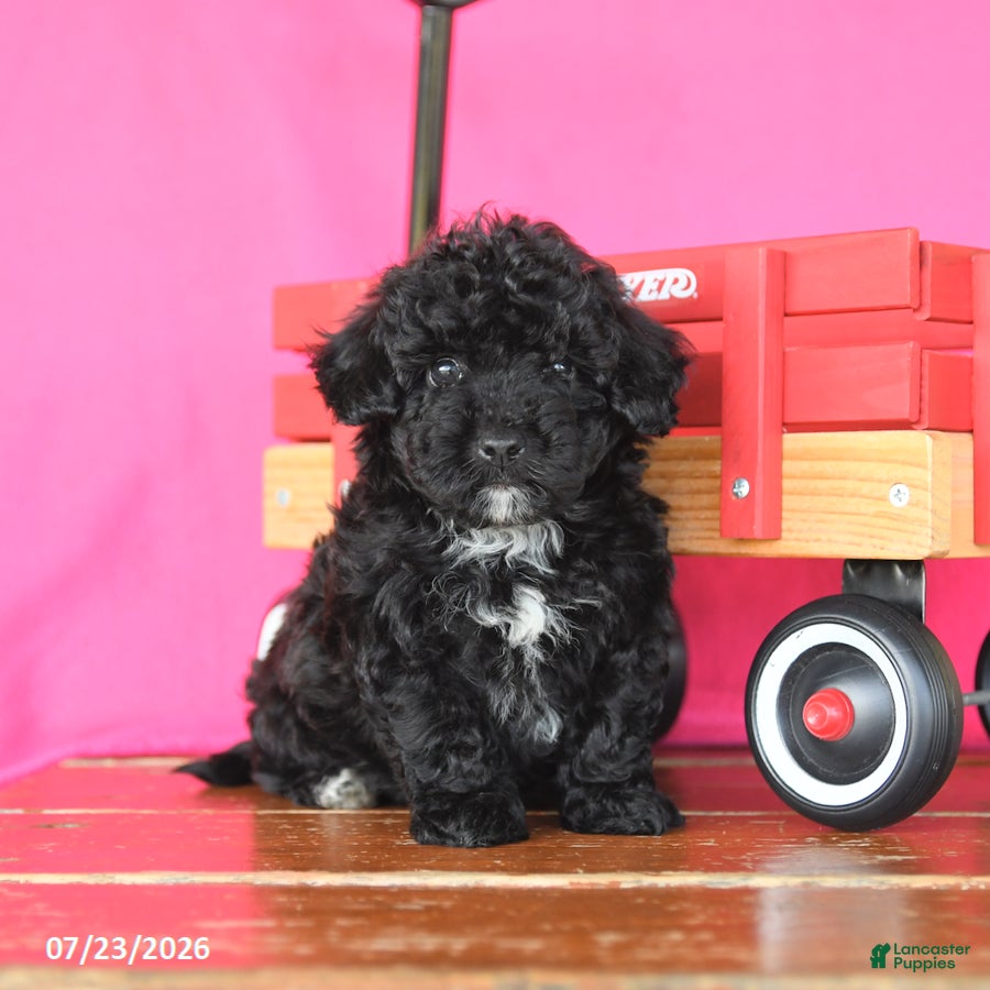 Toy Poodle dogs Jasper - Ad 1