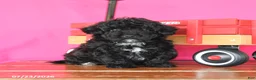 Toy Poodle dogs for sale: Jasper - Ad 1