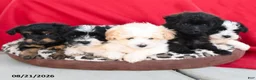 Havapoo dogs for sale: Cookies and Creme - Ad 5