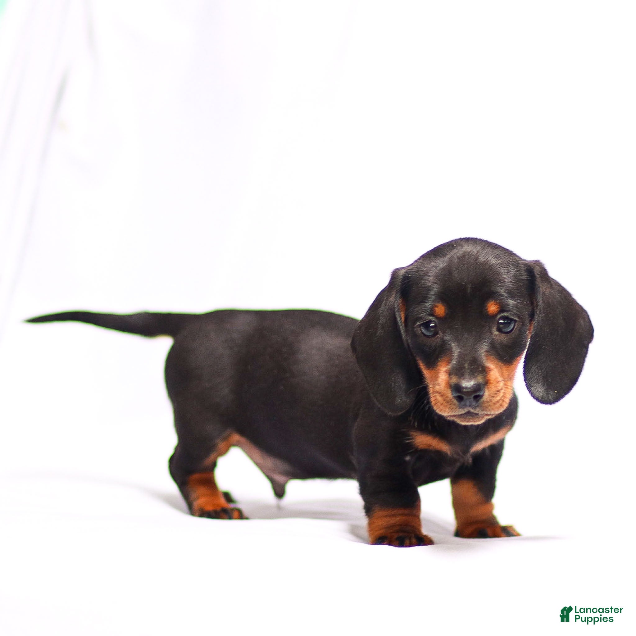 Miniature Dachshund dogs Hershey - Ad 1