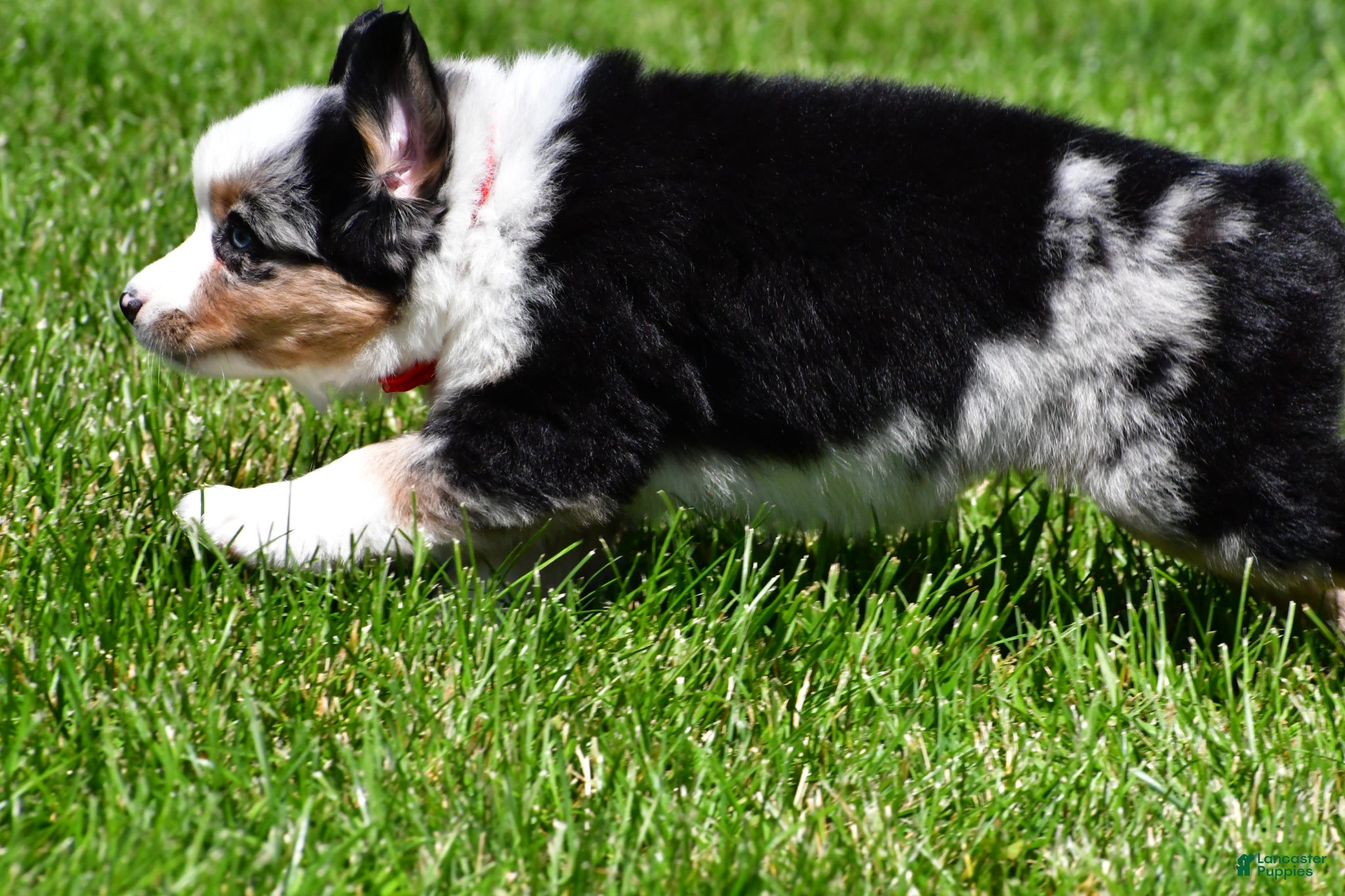 Miniature Australian Shepherd dogs for sale: Curtis - Ad 6