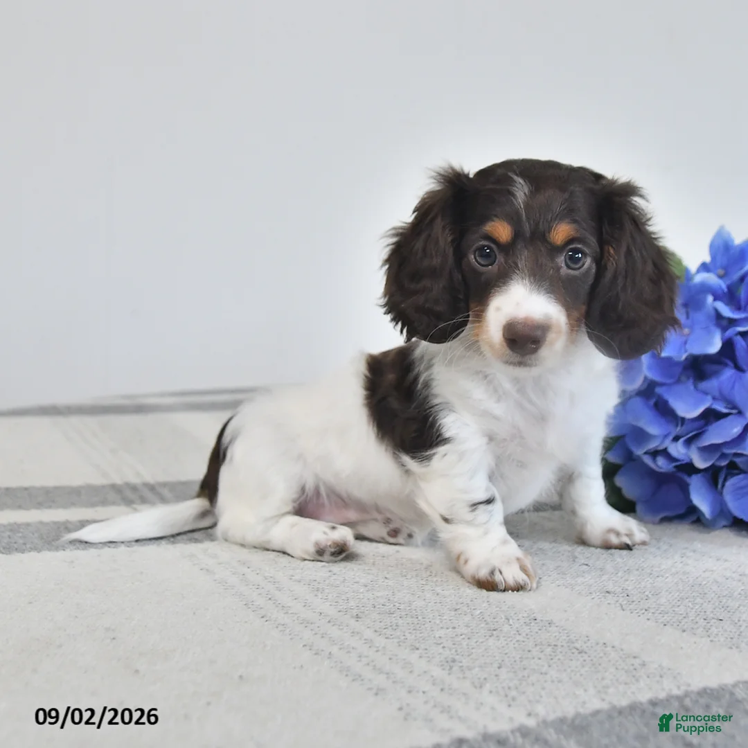 Miniature Dachshund dogs for sale: Beverly - Ad 3