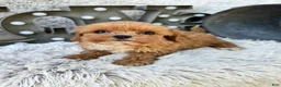 Cavapoo dogs for sale: Autumn - Ad 2