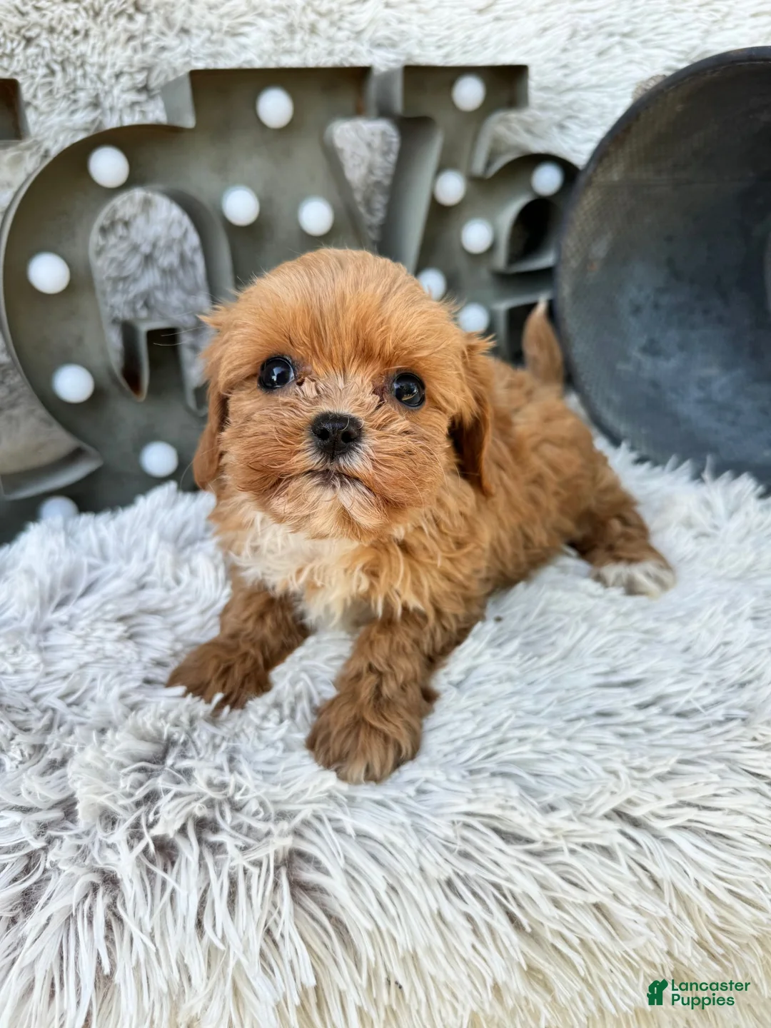 Cavapoo dogs for sale: Autumn - Ad 2