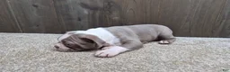 Boston Terrier dogs for sale: Shadow - Ad 12