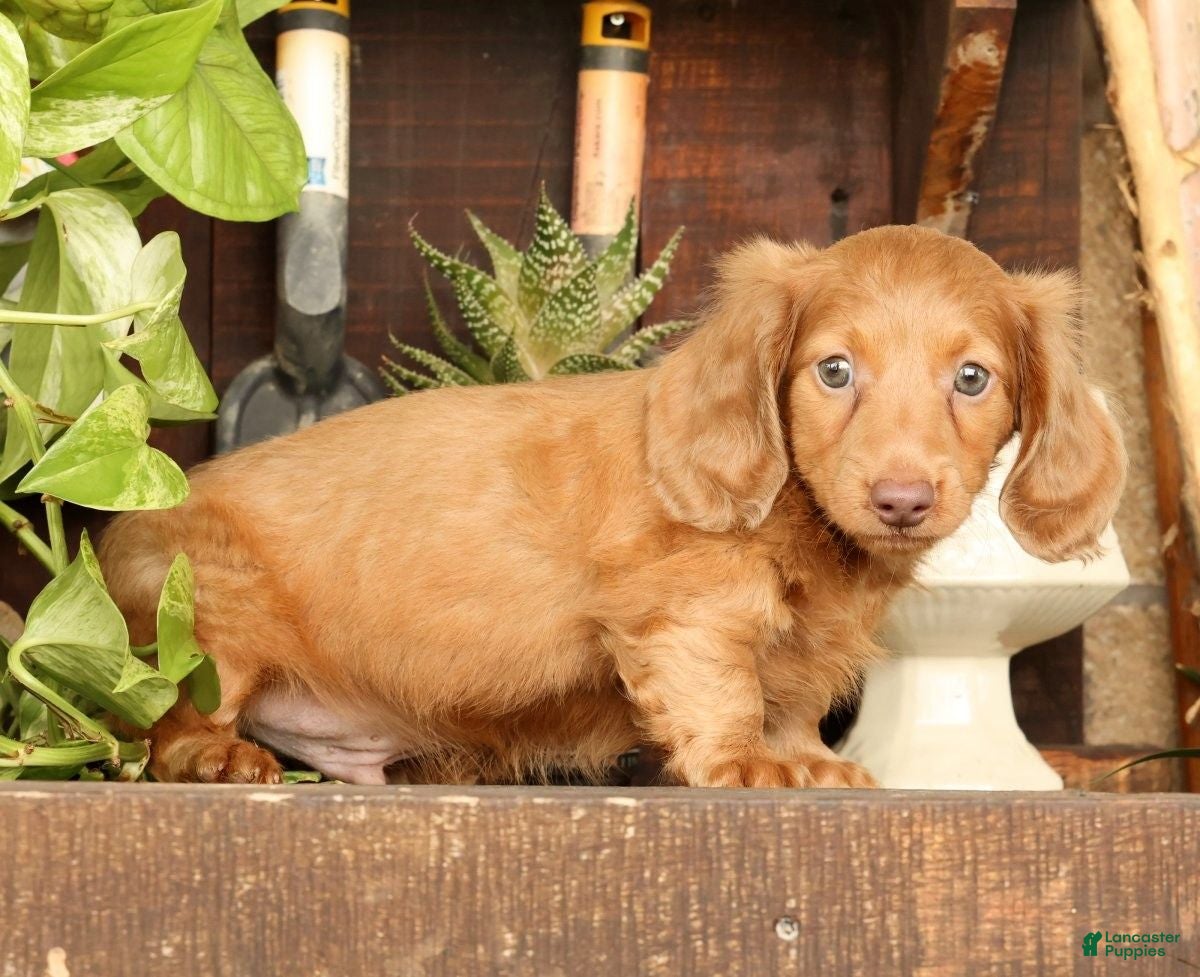 Miniature Dachshund dogs for sale: Rocky - Ad 7