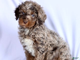 Cavapoo dogs Randy - Ad 40