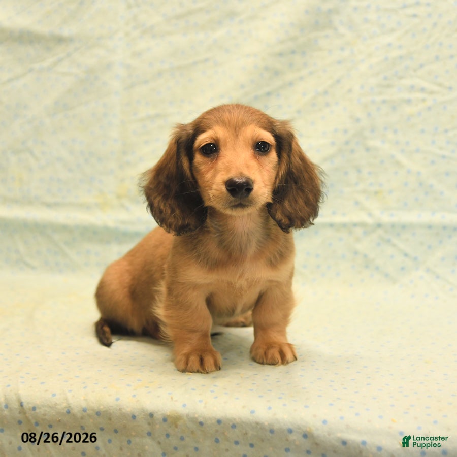 Dachshund dogs Lee - Ad 2