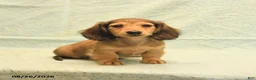 Dachshund dogs for sale: Lee - Ad 2