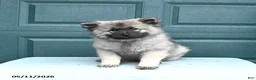 Keeshond dogs for sale: Sailor - Ad 3