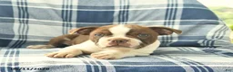Boston Terrier dogs for sale: Felix  - Ad 3