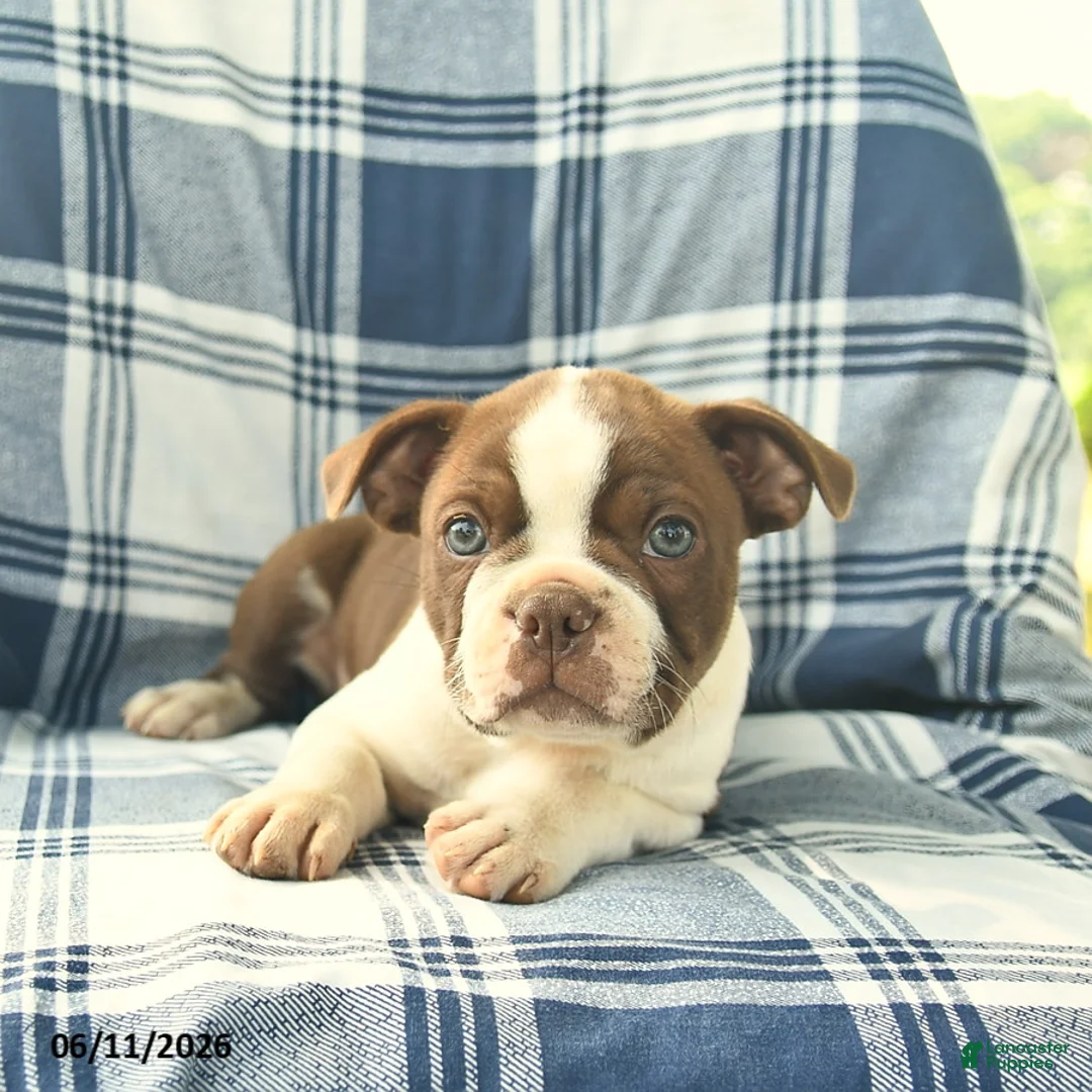 Boston Terrier dogs for sale: Felix  - Ad 3